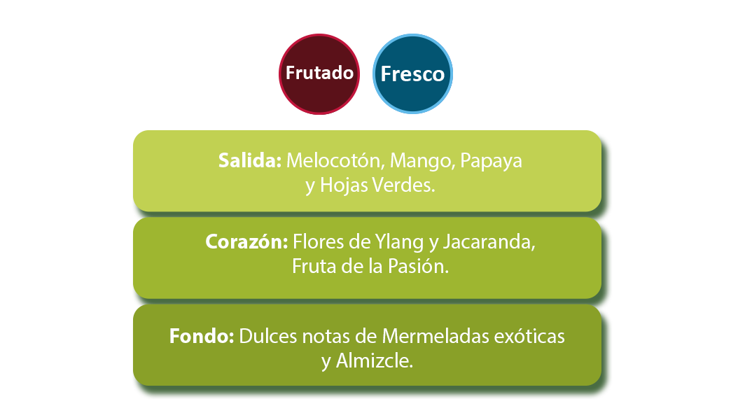 piramide tropical web